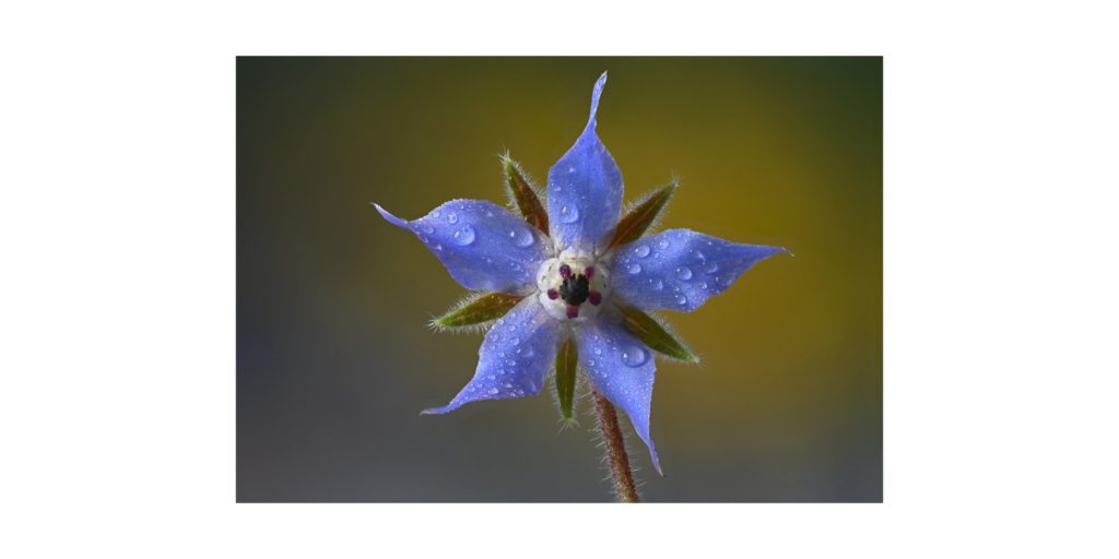 The Blue Borage flower has long been associated with courage and steadiness in the face of challenge.