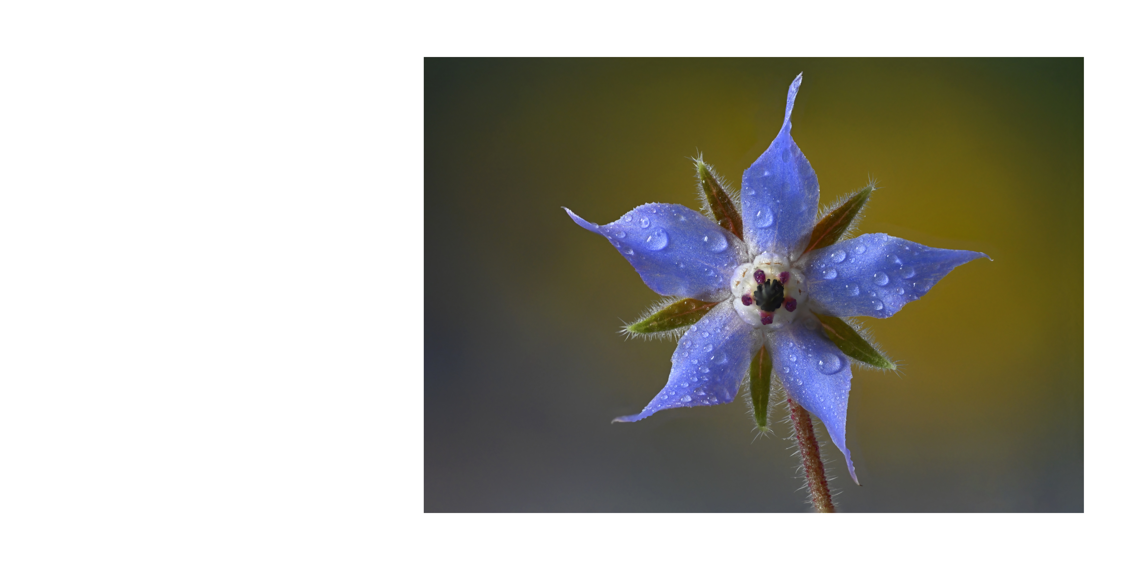 The Blue Borage flower was used to promote bravery on the jousting field and continues to be used to bestow courage.