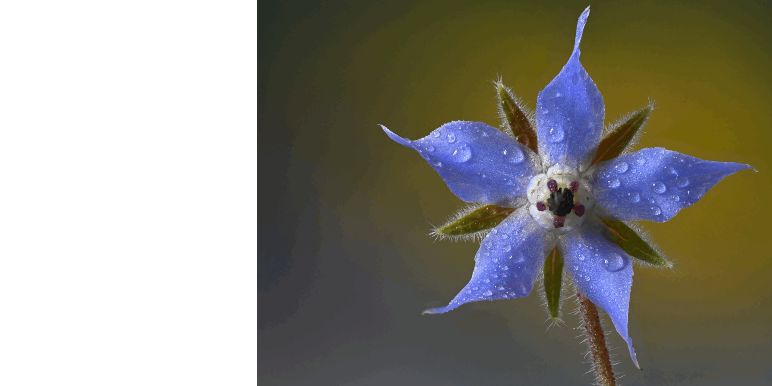The Blue Borage flower was used to promote bravery on the jousting field and continues to be used to bestow courage.